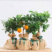 A variety of citrus trees are available on Tree2mydoor
