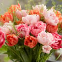 August is an ideal time to start planning ahead for spring.