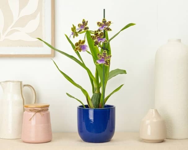 Orchid panic is expected to peak after gifting season over Christmas