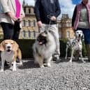 In a rare opportunity, dogs will be allowed into Blenheim Palace’s iconic Formal Gardens, an area usually off-limits to four-legged visitors