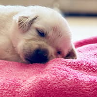 Housebuilder's funding will provide lifesaving training for new puppy in Milton Keynes
