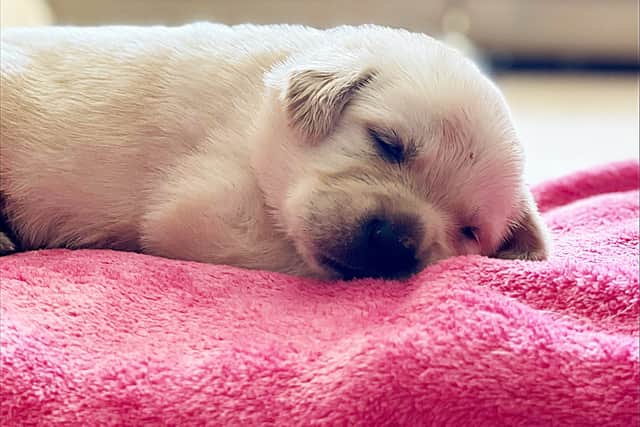 Miller the puppy will be trained by Medical Detection Dogs' experts