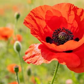 Support our soldiers!