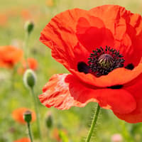 Letters: 8  November – Remembrance  Day in Milton Keynes