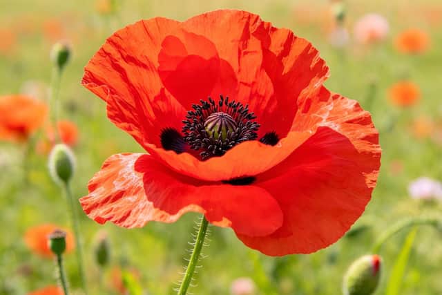 Support our soldiers!