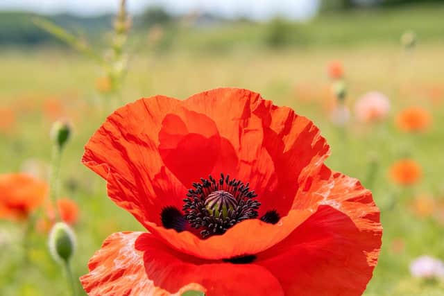 Please support our soldiers 