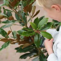 Dobbies’ Milton Keynes Little Seedlings Club to explore the journey of leaves at free workshop this November