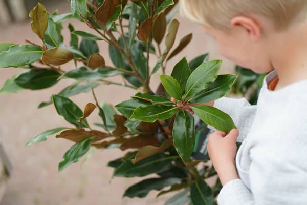 Dobbies Little Seedlings Club will explore the journey of leaves at its free November workshop © Stewart Attwood