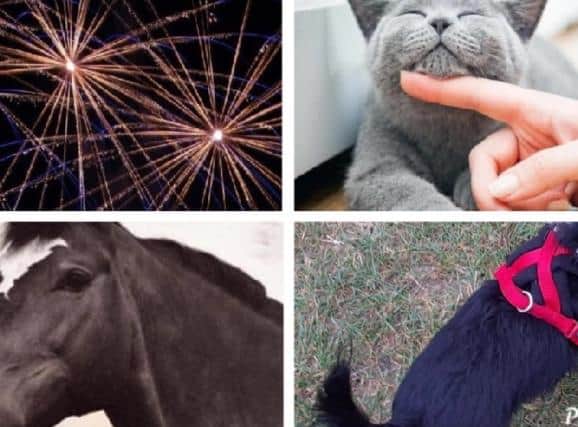 Many pets are frightened of fireworks