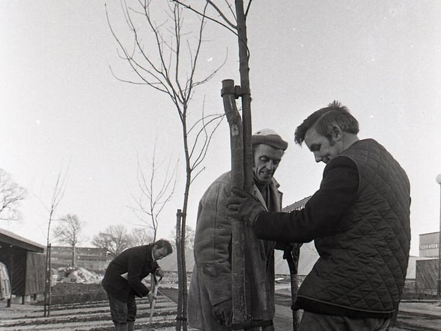 Tree planting at Fullers Slade on November 27th 1972