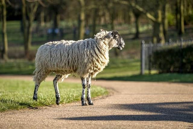 One sheep was bitten