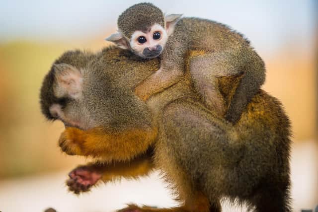 The newborn squirrel monkey sticks close to mum at Woburn Safari Park