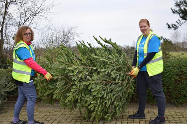 Volunteers collected the trees