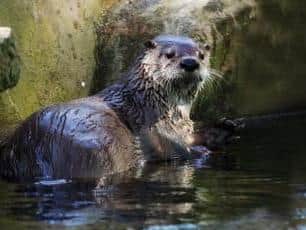 Otters are a protected species