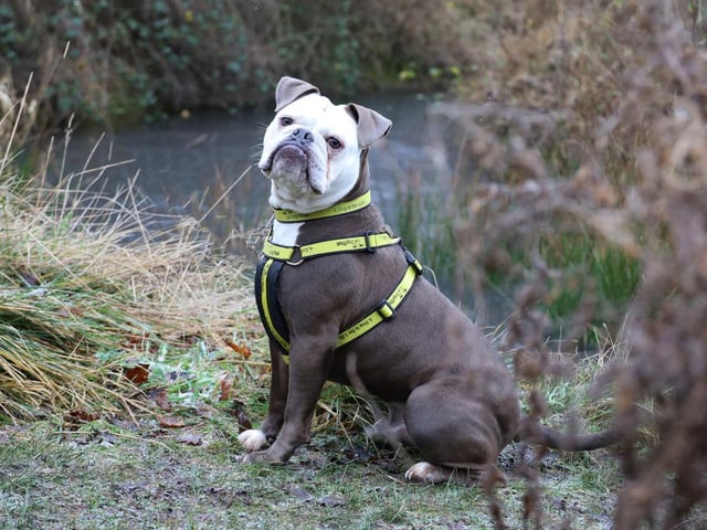 One look at Bertie's squishy face and you'll be smitten! He's 2 years old and full of character. Sadly, he led a very sheltered life due to the pandemic lockdown and when he arrived with us, he was already worried by unfamiliar people and places. He needs to expand his world very slowly and with a lot of care and patience. Other dogs are another worry for him and so he must be walked in quieter areas. If you take the time to slowly get to know him you will soon see that underneath he is wonderful boy who will always make you smile. He loves to play with his toys and is very affectionate with his friends. Smart? Oh yes! He loves to learn new things and is very motivated to show off if there are some treats coming his way. So if you are a true Bully lover, quirks and all, you will see that all the time and effort to get into Bertie's gang will be well worth it.