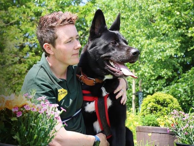 Ronan is a 2 year old German Shepherd Cross Husky. Whilst he is a very handsome lad, sadly he has spent most of his short life in lockdown and away from social situations. This has left him quite worried and unsure of how to behave when meeting new people and dogs. Our training and behaviour team have worked hard to build a good routine which helps Ronan to understand what's happening and not to be afraid. He's made brilliant progress and we're really happy that he's now ready to take the next step and find his forever home. We have found that once he has built a good bond with you, he is lots of fun. He enjoys playing with toys, loves his training and is incredibly affectionate with his best friends. He has had a couple of walking buddies at the centre, but his insecurities mean he cannot share his home with any other pets.
