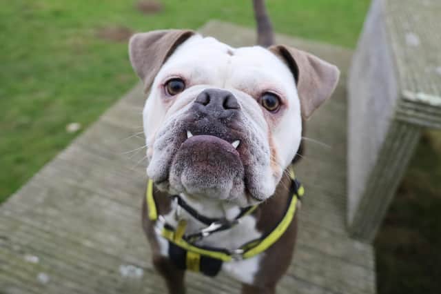 Bertie the Bulldog is looking for a home this week. Photo: Dogs Trust Leeds