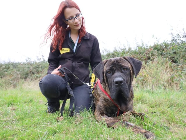 How scrumptious is Cooper? He may be the size of a pony but Cooper is a real gentle giant and is lovely to walk. He can get a little over boisterous when he sees dogs out and about so would benefit from quieter walking areas initially to give his owners a change to work on this. Cooper does have a shy side and can be a little apprehensive around new people and places, he needs owners who can help build his confidence. This may be because he has very limited life experience so far so a patient and understanding owner is needed to help him discover the big wide world.
