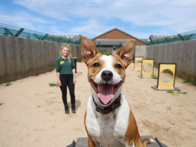 William is a delightful Staffy Cross who is 5yrs old. He loves people and really enjoys having a good fuss from his familiar human friends. He is a little shy to begin with but once he knows you he'll be your little shadow! He loves his food and is very motivated by his training. We'd love his new family to continue his training in the home as he enjoys it so much. He has a medical condition which can cause him to cough a lot and our Vet will be happy to explain more about this with potential adopters. All in all, if you are looking for a fun little dog who'll always make you smile then William's your boy!
