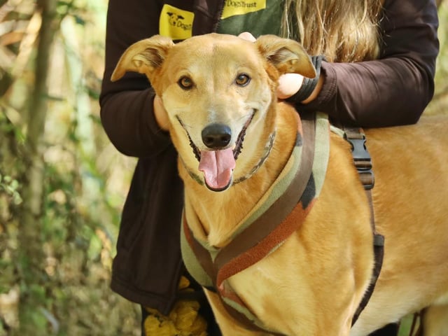 Jake is one of the sweetest, most loving dogs you could ever wish to meet. He's 7 years old and due to an unsettled life previously he's been left with a few anxieties. He likes to take his time to get to know you properly but if you put in the time to come and see him regularly and give him the space he needs initially then in no time he'll be your shadow! He's super foody so if there are a few treats on offer he'll show you all his training moves. Once he's bonded with you he'll show you what a fun and playful boy he really is. He enjoys his walkies in quiet areas as sadly he's worried by other dogs and prefers to stay away from them. He's perfectly manageable though and happily wears his muzzle out and about. He's so affectionate that he'll spend the whole day snuggling on the sofa with you if give him the chance!
