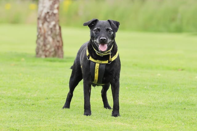 Billy is looking for a home where his owners are around all of the time. He will need a longer settling in period until he feels comfortable. Owners with experience of the Patterdale breed would be ideal and also willing to help Billy with some basic training. He will need to be walked in quieter dog populated areas but he is friendly with dogs once he has settled in. Billy is an active boy and loves his walks, he will also need a secure garden where he can burn off some energy. Billy is friendly with people and could live with sensible children over the age of 12 years.