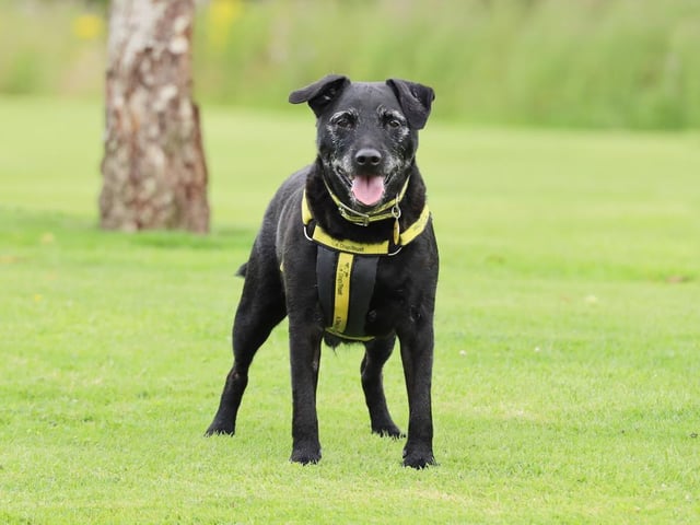 Billy is looking for a home where his owners are around all of the time. He will need a longer settling in period until he feels comfortable. Owners with experience of the Patterdale breed would be ideal and also willing to help Billy with some basic training. He will need to be walked in quieter dog populated areas but he is friendly with dogs once he has settled in. Billy is an active boy and loves his walks, he will also need a secure garden where he can burn off some energy. Billy is friendly with people and could live with sensible children over the age of 12 years.