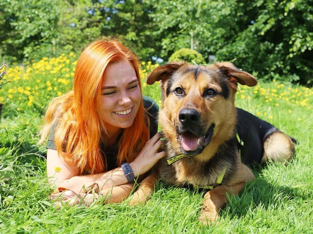 How handsome is Buster? He's absolutely adored by all his handlers and here's why He's almost 3yrs old and although he had a very unsettled start in life has, he is the most loving boy. He's immediately friendly with everyone he meets and once he knows you well, he will shower you with affection. He loves being with his human friends and gets really playful if you bring his toys out. A game of fetch will always make him super happy! He's a trainers dream too because he loves his food. He's very eager to learn new things, especially if there are some tasty treats coming his way. He's very manageable around other dogs but doesn't like them getting in his personal space. This means he can't share his home with any other pets and will need to be walked in lower dog populated areas. He travels well in a car so driving him to peaceful spots won't be a problem. He's also housetrained, although may need a little refresher as he settles.
