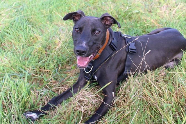 If you're looking for a fun and energetic dog and have a real passion for training, then let us introduce you to Beau. He's a 1-year-old Lurcher who is bursting with potential. A very unsettled start to his life has left him with some anxieties that his new family will need to understand and help him work on. He's a very friendly lad and likes plenty of fuss and attention but can get overly giddy. Being rather strong, this does mean that being around young children wouldn't be suitable. Over 16's will be fine however. He can be worried by unfamiliar people entering his home, so a family with few visitors will be best. He can also be worried by other dogs, however we are working on this with him. He's super smart and loves doing training tasks. If you keep his brain exercised, then you'll have one very happy boy!