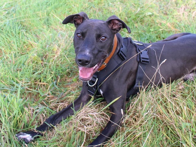 If you're looking for a fun and energetic dog and have a real passion for training, then let us introduce you to Beau. He's a 1-year-old Lurcher who is bursting with potential. A very unsettled start to his life has left him with some anxieties that his new family will need to understand and help him work on. He's a very friendly lad and likes plenty of fuss and attention but can get overly giddy. Being rather strong, this does mean that being around young children wouldn't be suitable. Over 16's will be fine however. He can be worried by unfamiliar people entering his home, so a family with few visitors will be best. He can also be worried by other dogs, however we are working on this with him. He's super smart and loves doing training tasks. If you keep his brain exercised, then you'll have one very happy boy!