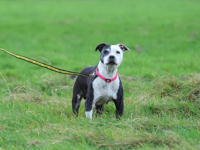 At 12 years young, Smiler prefers the quieter things in life and is looking for a relaxing home in which she can retire with someone around most of the time to keep her company. She is a very affectionate girl who loves a sofa snuggle and is content with short walks close to home.