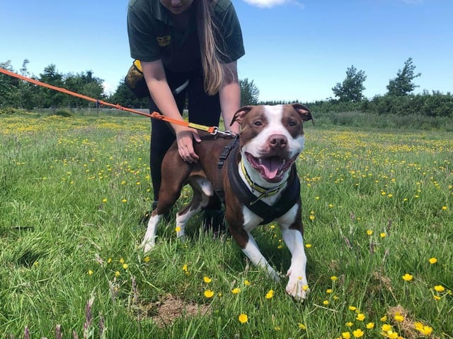 Bruno is an absolutely stunning brown and white american bulldog who is friendly with everyone he meets. He's very active and he's looking for owners who can keep up with him and his antics. Did we mention that he's super smart? So if you're looking for a training project then look no further than him.