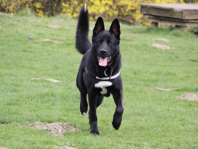 Ronan is a 2 year old German Shepherd Cross Husky. Whilst he is a very handsome lad, sadly he has spent most of his short life in lockdown and away from social situations. This has left him quite worried and unsure of how to behave when meeting new people and dogs. Our training and behaviour team have worked hard to build a good routine which helps Ronan to understand what's happening and not to be afraid. He's made brilliant progress and we're really happy that he's now ready to take the next step and find his forever home. We have found that once he has built a good bond with you, he is lots of fun. He enjoys playing with toys, loves his training and is incredibly affectionate with his best friends. He has had a couple of walking buddies at the centre, but his insecurities mean he cannot share his home with any other pets.
