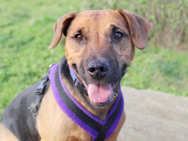 Taz is the absolute poster boy for all things Terrier! He's got loads of fun personality and loves the outdoors, but he's not one for too much hands on fussing. Once he really knows you, he does show an affectionate side, but he likes to be in control of any physical contact, so when he shows you he wants to have some alone time, just let him chill. At 10 years old he still has lots of life and energy in him. He loves walkies, is very happy doing training tasks and is always happy if there's a stuffed toy for him to destroy (like any good Terrier!) He has a history of being housetrained but will likely need a refresher as he settles into his new life.