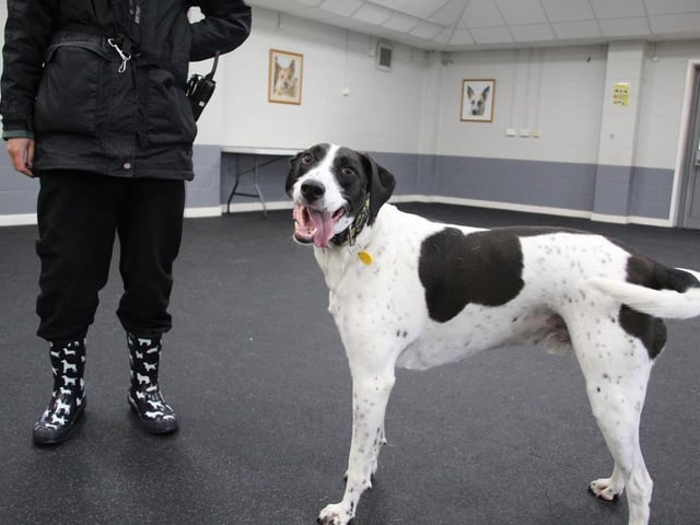 Stanley is an intelligent, interactive, and frankly stunningly beautiful chap. He is a big lad with a solid build, and he can be strong on lead at times - especially if there is a critter or two to chase! Stanley has been with us for some time and he has previously been rehomed and returned to us due to his behaviour. Because of this, he is looking for an owner with dog experience, time on their hands, an interest in training and behaviour, and who has a Stanley-sized-space on their sofa! He is worried by new faces so introductions need to be gradual and walking areas carefully chosen. His new owners would need to commit to doing multiple meets to get to know Stanley before he could go home.