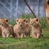 The lion cubs