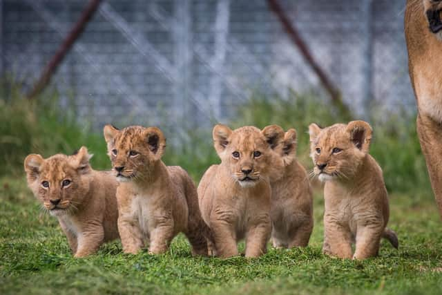 The lion cubs