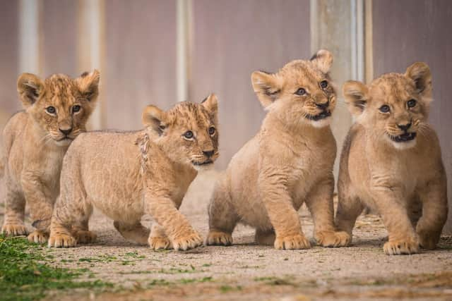 The lion cubs