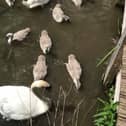 The cygnets are back with their parents today