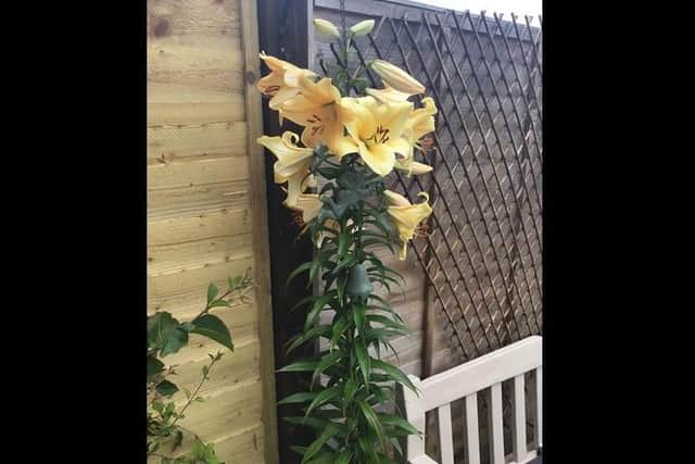 Sheila's giant lilies