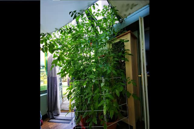 Towering tomato plants