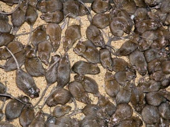 A pensioner living with a colony of rats in her roof has A pensioner living with a colony of rats in her roof has