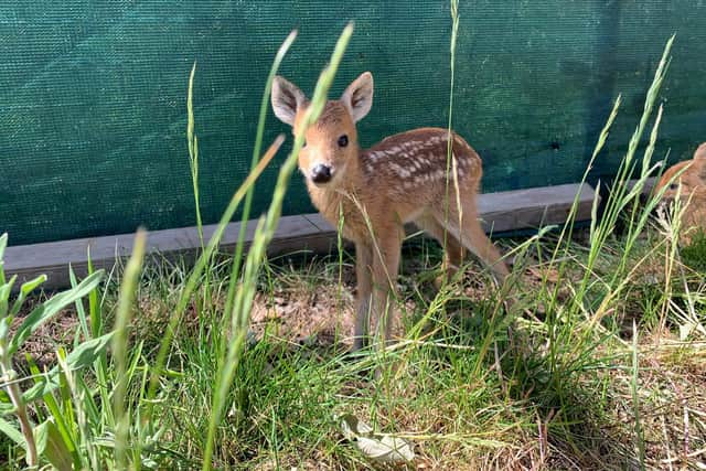 A 'vampire' deer fawn