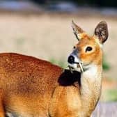 An adult 'vampire' deer