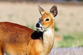 An adult 'vampire' deer