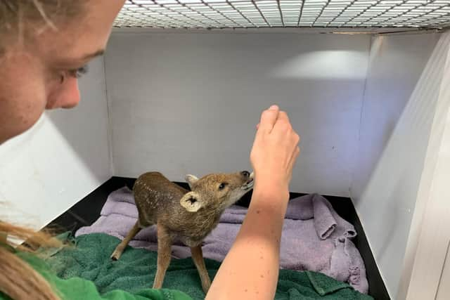 This tiny fawn is two weeks old