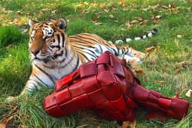 Elton the tiger