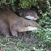 Otters arrive at ZSL Whipsnade Zoo (C) ZSL Whipsnade Zoo