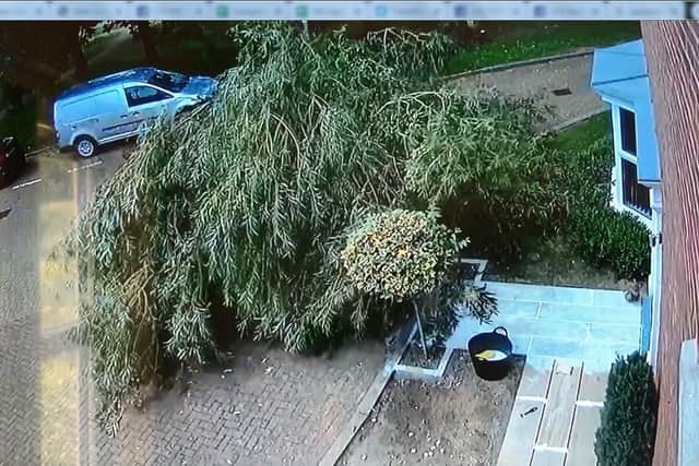 The tree landed in the  resident's driveway