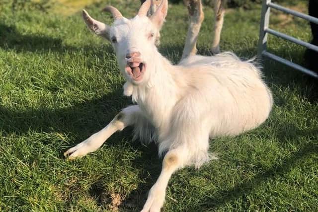 Happy goat at Thrift Farm