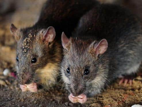 The 'super rats' are huge